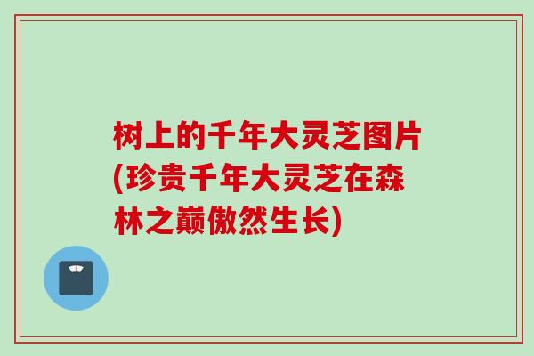 树上的千年大灵芝图片(珍贵千年大灵芝在森林之巅傲然生长) 树上的千年大灵芝图片(珍贵千年大灵芝在森林之巅傲然生长)
