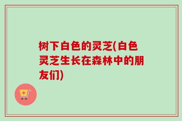 树下白色的灵芝(白色灵芝生长在森林中的朋友们)