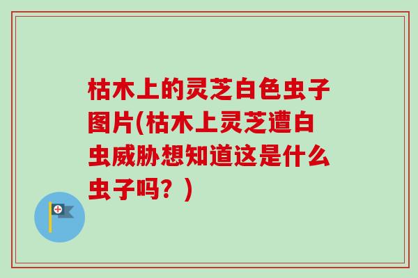 枯木上的灵芝白色虫子图片(枯木上灵芝遭白虫威胁想知道这是什么虫子吗?) 枯木上的灵芝白色虫子图片(枯木上灵芝遭白虫威胁想知道这是什么虫子吗?)
