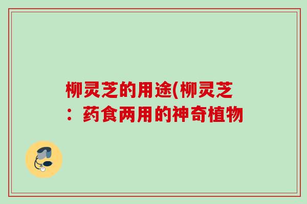 柳灵芝的用途(柳灵芝：药食两用的神奇植物