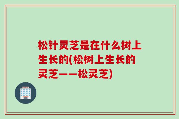 松针灵芝是在什么树上生长的(松树上生长的灵芝——松灵芝)