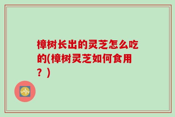樟树长出的灵芝怎么吃的(樟树灵芝如何食用?) 樟树长出的灵芝怎么吃的(樟树灵芝如何食用?)