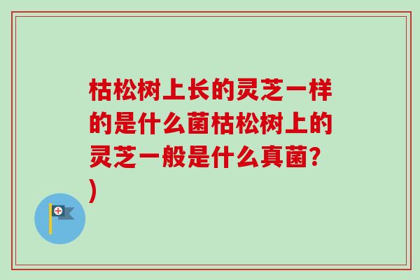 枯松树上长的灵芝一样的是什么菌枯松树上的灵芝一般是什么真菌?) 枯松树上长的灵芝一样的是什么菌枯松树上的灵芝一般是什么真菌?)