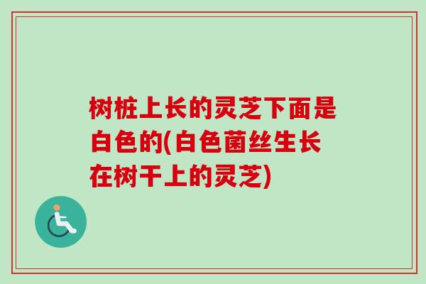 树桩上长的灵芝下面是白色的(白色菌丝生长在树干上的灵芝) 树桩上长的灵芝下面是白色的(白色菌丝生长在树干上的灵芝)