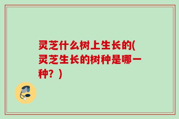 灵芝什么树上生长的(灵芝生长的树种是哪一种？)