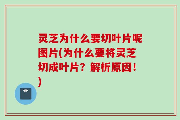 灵芝为什么要切叶片呢图片(为什么要将灵芝切成叶片？解析原因！)