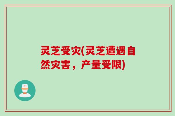 灵芝受灾(灵芝遭遇自然灾害，产量受限)