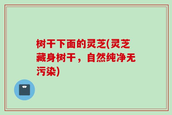 树干下面的灵芝(灵芝藏身树干，自然纯净无污染)