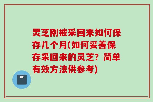 灵芝刚被采回来如何保存几个月(如何妥善保存采回来的灵芝？简单有效方法供参考)