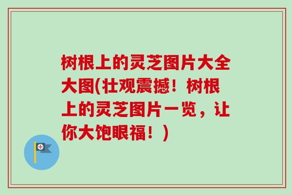 树根上的灵芝图片大全大图(壮观震撼!树根上的灵芝图片一览,让你大饱眼福!) 树根上的灵芝图片大全大图(壮观震撼!树根上的灵芝图片一览,让你大饱眼福!)