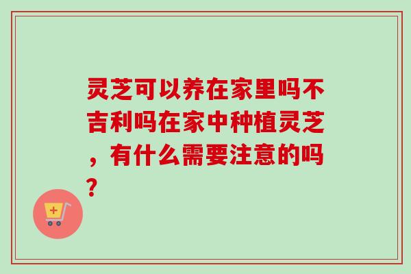 灵芝可以养在家里吗不吉利吗在家中种植灵芝，有什么需要注意的吗？
