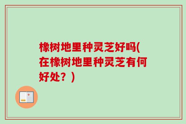 橡树地里种灵芝好吗(在橡树地里种灵芝有何好处？)