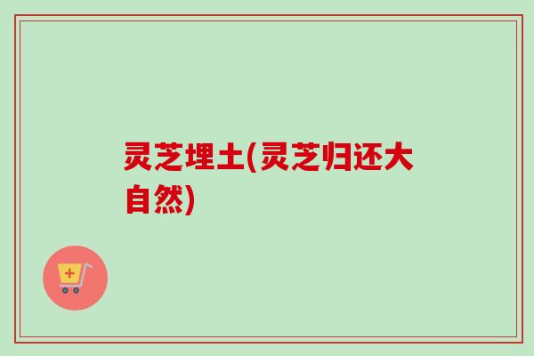 灵芝埋土(灵芝归还大自然)
