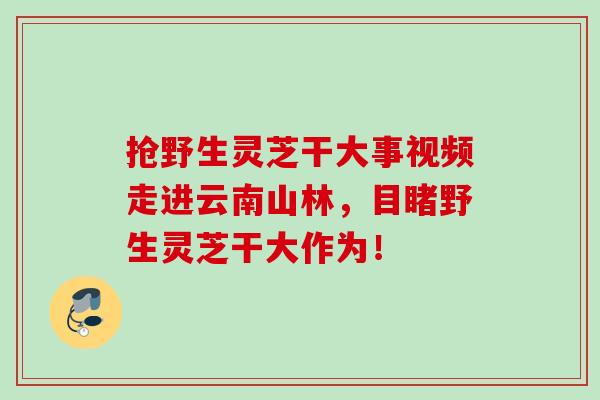 抢野生灵芝干大事视频走进云南山林，目睹野生灵芝干大作为！