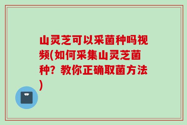 山灵芝可以采菌种吗视频(如何采集山灵芝菌种？教你正确取菌方法)