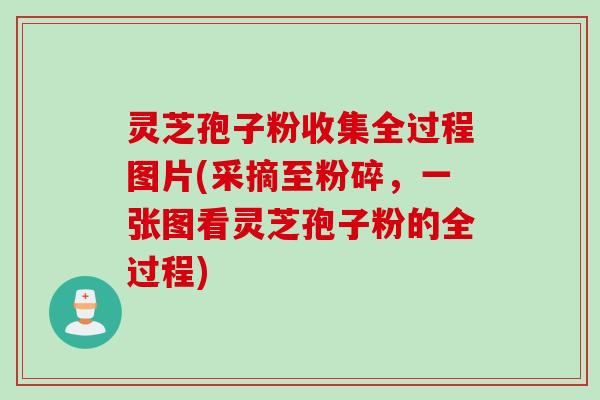 灵芝孢子粉收集全过程图片(采摘至粉碎,一张图看灵芝孢子粉的全过程) 灵芝孢子粉收集全过程图片(采摘至粉碎,一张图看灵芝孢子粉的全过程)
