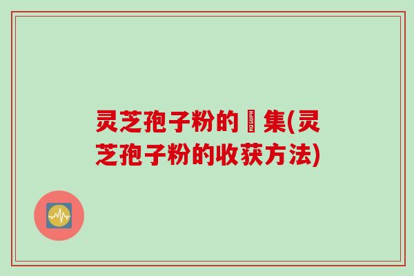 灵芝孢子粉的採集(灵芝孢子粉的收获方法)