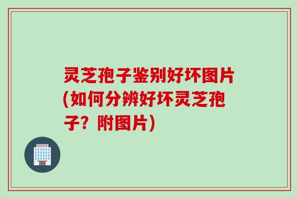 灵芝孢子鉴别好坏图片(如何分辨好坏灵芝孢子？附图片)
