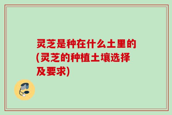 灵芝是种在什么土里的(灵芝的种植土壤选择及要求)