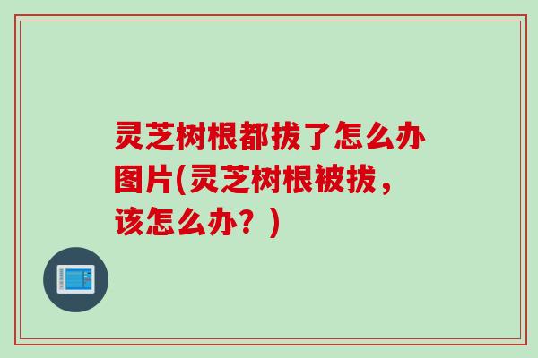 灵芝树根都拔了怎么办图片(灵芝树根被拔，该怎么办？)
