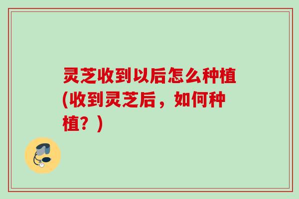 灵芝收到以后怎么种植(收到灵芝后，如何种植？)