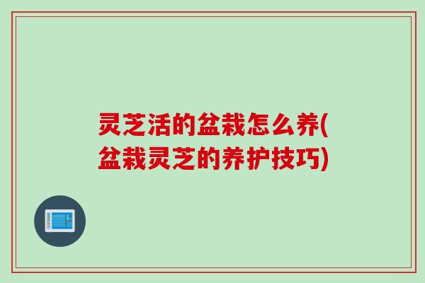 灵芝活的盆栽怎么养(盆栽灵芝的养护技巧)