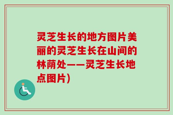 灵芝生长的地方图片美丽的灵芝生长在山间的林荫处——灵芝生长地点图片)
