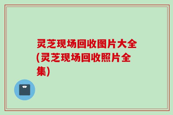 灵芝现场回收图片大全(灵芝现场回收照片全集)
