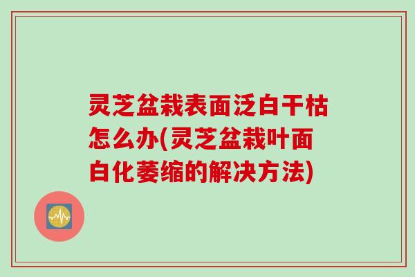 灵芝盆栽表面泛白干枯怎么办(灵芝盆栽叶面白化萎缩的解决方法)