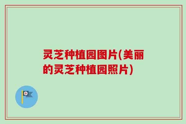 灵芝种植园图片(美丽的灵芝种植园照片)