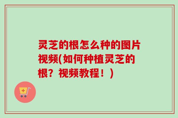 灵芝的根怎么种的图片视频(如何种植灵芝的根?视频教程!) 灵芝的根怎么种的图片视频(如何种植灵芝的根?视频教程!)