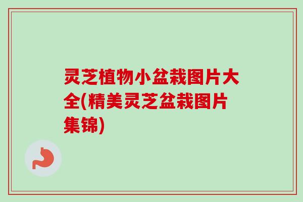 灵芝植物小盆栽图片大全(精美灵芝盆栽图片集锦)