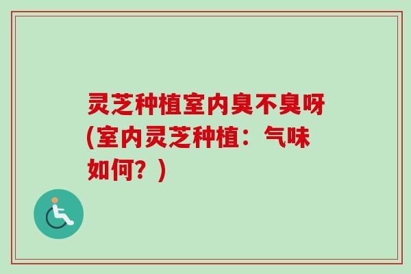 灵芝种植室内臭不臭呀(室内灵芝种植：气味如何？)