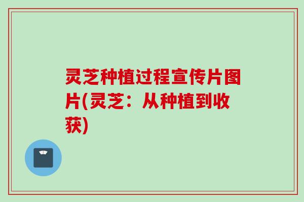 灵芝种植过程宣传片图片(灵芝：从种植到收获)