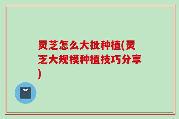 灵芝怎么大批种植(灵芝大规模种植技巧分享)