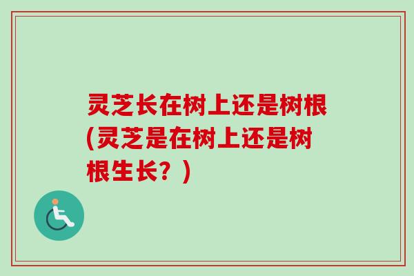 灵芝长在树上还是树根(灵芝是在树上还是树根生长?) 灵芝长在树上还是树根(灵芝是在树上还是树根生长?)