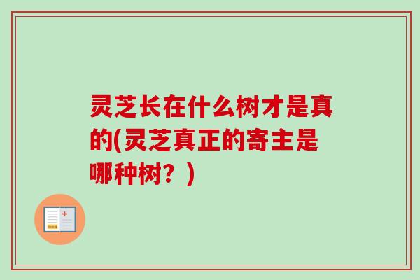 灵芝长在什么树才是真的(灵芝真正的寄主是哪种树？)