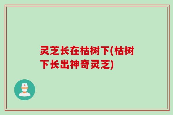 灵芝长在枯树下(枯树下长出神奇灵芝) 灵芝长在枯树下(枯树下长出神奇灵芝)