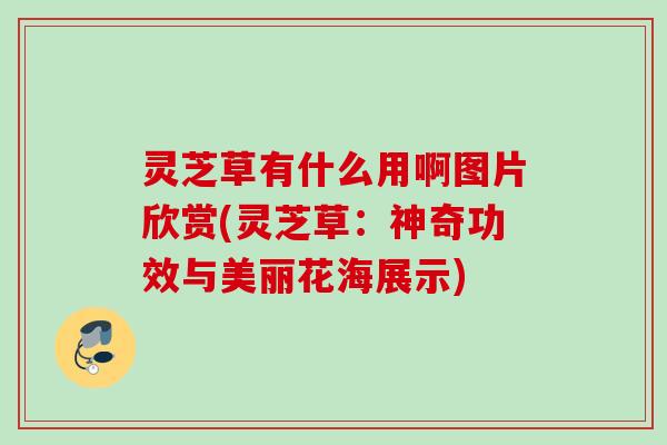 灵芝草有什么用啊图片欣赏(灵芝草：神奇功效与美丽花海展示)