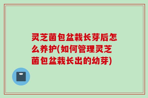 灵芝菌包盆栽长芽后怎么养护(如何管理灵芝菌包盆栽长出的幼芽)