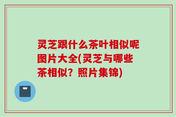 灵芝跟什么茶叶相似呢图片大全(灵芝与哪些茶相似？照片集锦)