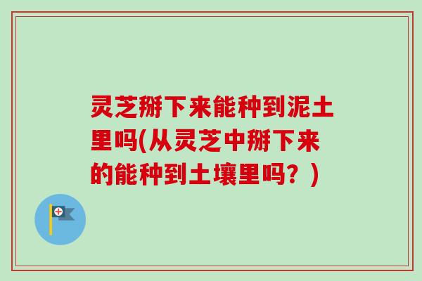 灵芝掰下来能种到泥土里吗(从灵芝中掰下来的能种到土壤里吗？)