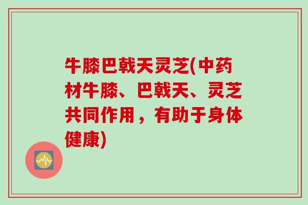 牛膝巴戟天灵芝(材牛膝、巴戟天、灵芝共同作用,有助于身体健康) 牛膝巴戟天灵芝(材牛膝、巴戟天、灵芝共同作用,有助于身体健康)