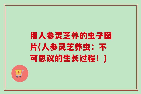 用人参灵芝养的虫子图片(人参灵芝养虫：不可思议的生长过程！)