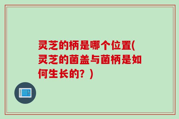 灵芝的柄是哪个位置(灵芝的菌盖与菌柄是如何生长的？)