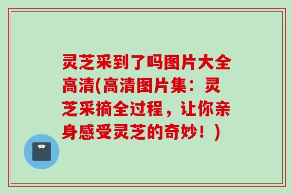灵芝采到了吗图片大全高清(高清图片集：灵芝采摘全过程，让你亲身感受灵芝的奇妙！)