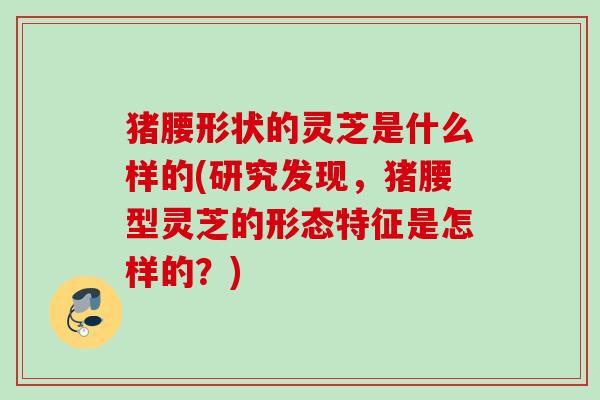 猪腰形状的灵芝是什么样的(研究发现，猪腰型灵芝的形态特征是怎样的？)