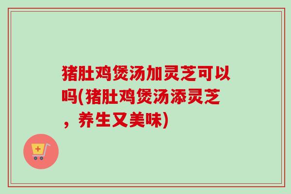 猪肚鸡煲汤加灵芝可以吗(猪肚鸡煲汤添灵芝，养生又美味)