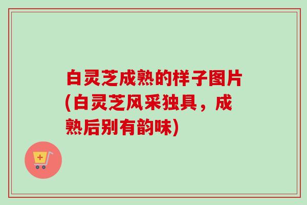 白灵芝成熟的样子图片(白灵芝风采独具，成熟后别有韵味)