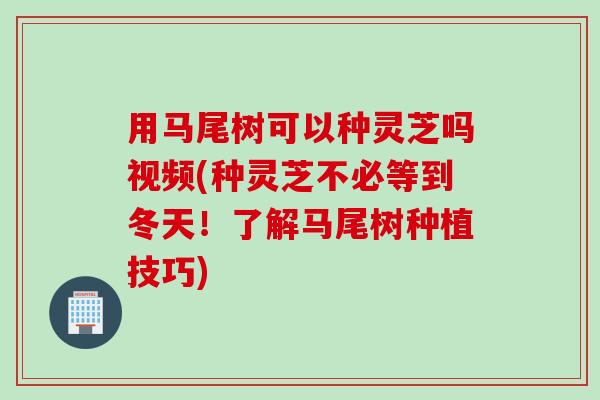 用马尾树可以种灵芝吗视频(种灵芝不必等到冬天！了解马尾树种植技巧)